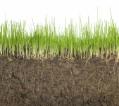 grassroots